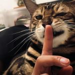 花海的头像-七楼手游库